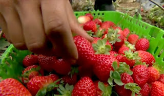 Produtora de frutas orgânicas