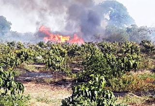 Incêndio destrói plantação de mangueiras