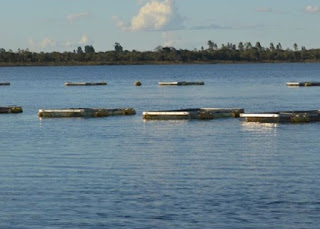 Piscicultores de Itaetê