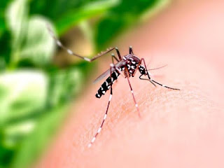 Casos de Chikungunya na Bahia