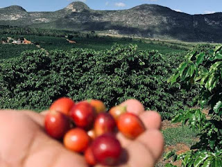 Café Orgânico da Chapada Diamantina conquista mercado em Portugal