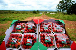 Rural Produtivo da TVE vai falar sobre Frutas Vermelhas da Chapada Diamantina