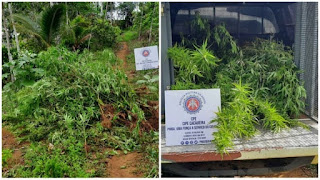 Operação da Cipe Cacaueira destrói cerca 1.200 pés de maconha na zona rural de Taperoá