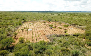 Polícia Civil erradica plantação de maconha avaliada em R$ 32 milhões na Bahia