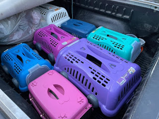 Mais de 45 cachorros são resgatados em Vitória da Conquista