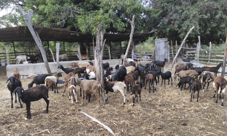 Criadores de caprinos e ovinos de Ituaçu dobram valor de venda dos animais