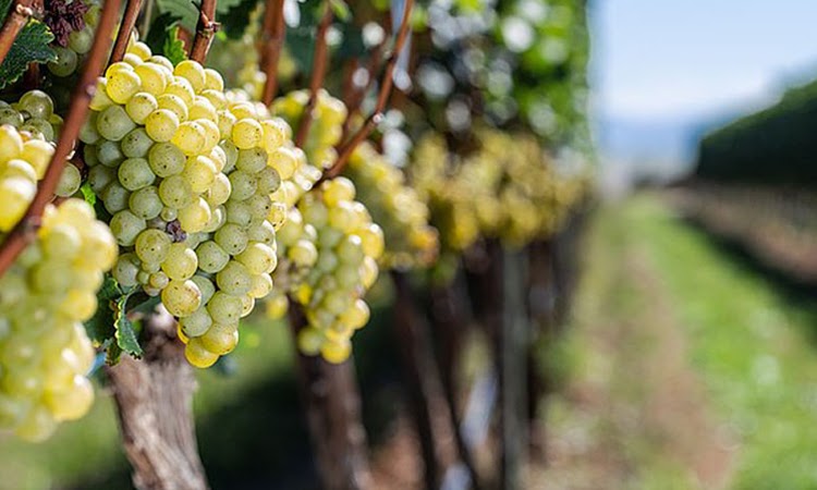 Fazenda na Chapada Diamantina é foco das maiores produtores de vinhos do mundo