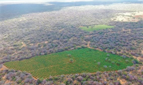 410 mil pés de maconha são erradicados pela PM no interior da Bahia