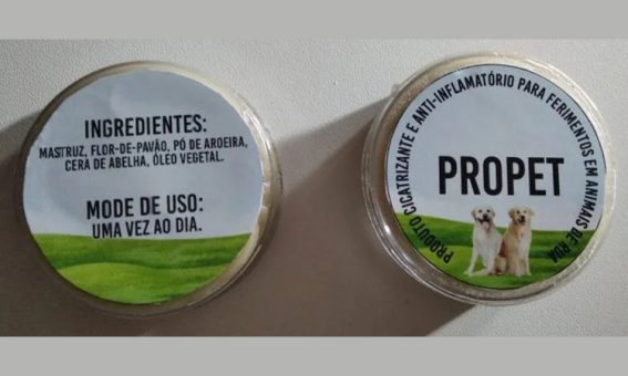 Alunas da Bahia desenvolvem produto cicatrizante para atender animais de rua