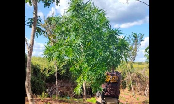 Oito mil pés de maconha são encontrados pela policia na região da Chapada Diamantina