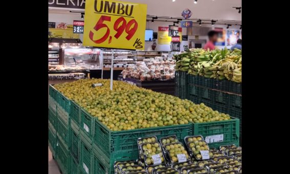 Umbu da Caatinga baiana pode ser encontrado em grande rede de supermercados