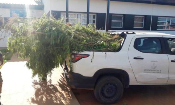 Polícia apreende 3 mil pés de maconha no Sudoeste da Bahia