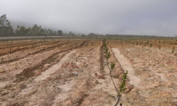 Cerca de 114 mudas de laranjas são furtadas na zona rural de Barra da Estiva