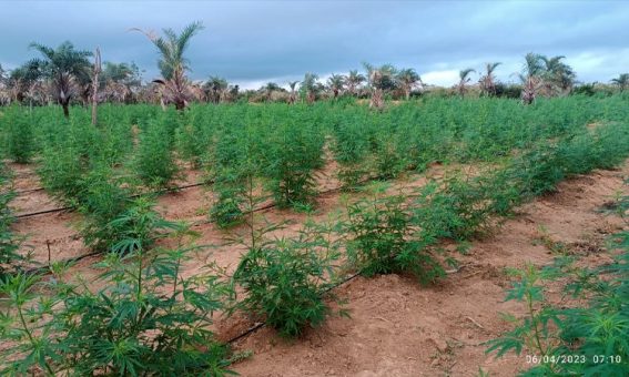 Plantação com 32 mil pés de maconha é erradicada na Chapada Diamantina