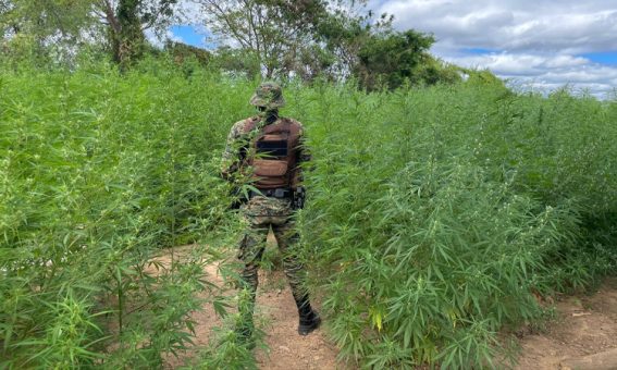 Cipe Semiárido erradica 40 mil pés de maconha