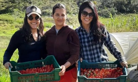 Cientistas baianas descobrem que abelhas sem ferrão podem melhorar produção de morango