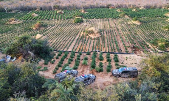 Polícia erradica 180 mil pés de maconha na região da Chapada Diamantina