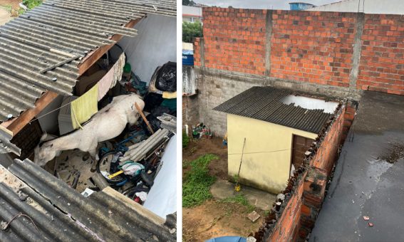 Cavalo cai do telhado de residência na Chapada Diamantina e recebe socorro da Defesa Civil