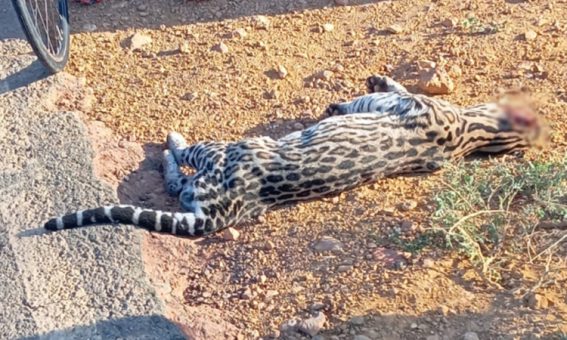 Filhote de Onça Pintada perde a vida em acidente na região da Chapada Diamantina