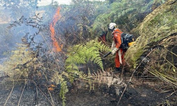 Cerca de 200 bombeiros militares atuam no combate a incêndios florestais no interior da Bahia