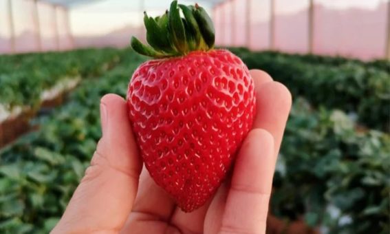 Mucugê terá projeto de cultivo de morangos para mulheres agricultoras em parceria com a CAR