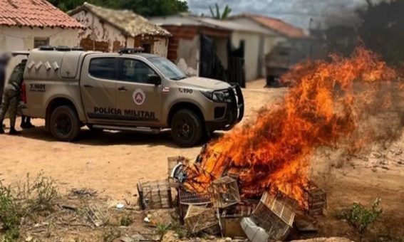 Ação policial desmonta criadouro ilegal e resgata 31 aves em Ibicoara