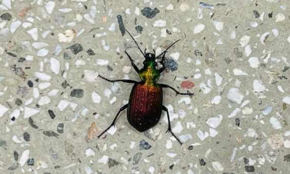 Infestação de Besouro Carocha ou Besouro Bufão tem chamado atenção na região da Chapada Diamantina