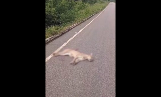 Onça-parda é encontrada morta na região da Chapada Diamantina