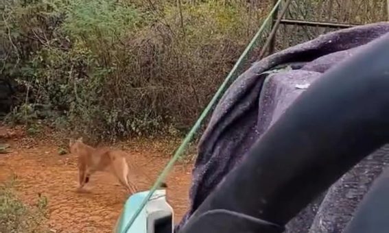 Onça encontrada em banheiro de sítio em Anagé é devolvida à natureza