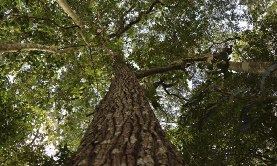 Reservas ambientais criadas com apoio do MP protegem mais de mil hectares em Barra da Estiva, Iramaia e Jacobina