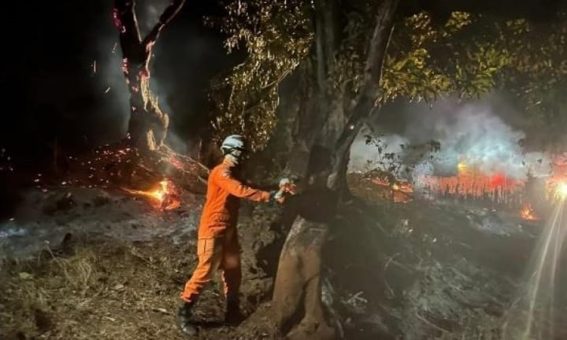 Bombeiros extinguem incêndio florestal em Lençóis às margens da BR-242