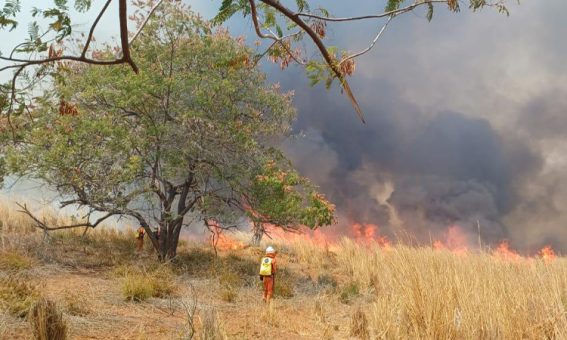 Bombeiros extinguem incêndios florestais em quatro municípios baianos