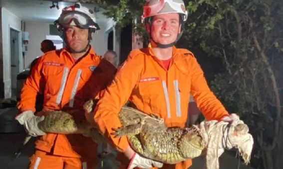 Corpo de Bombeiros resgata jacaré em residência no Sudoeste da Bahia