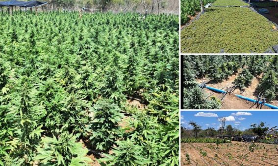 FICCO e PM desarticulam laboratório de produção de maconha intensiva na Chapada Diamantina