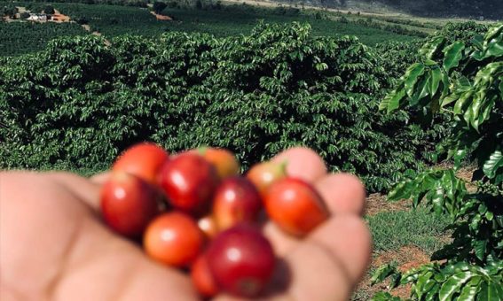 Café da Chapada Diamantina conquista Indicação Geográfica