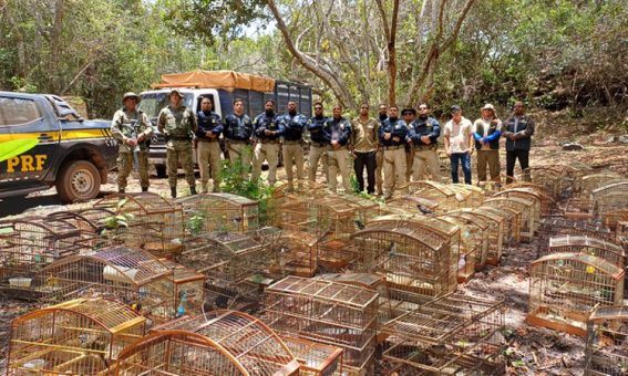 PRF, INEMA e CIPPA resgatam 965 animais silvestres em operação ambiental na Chapada Diamantina