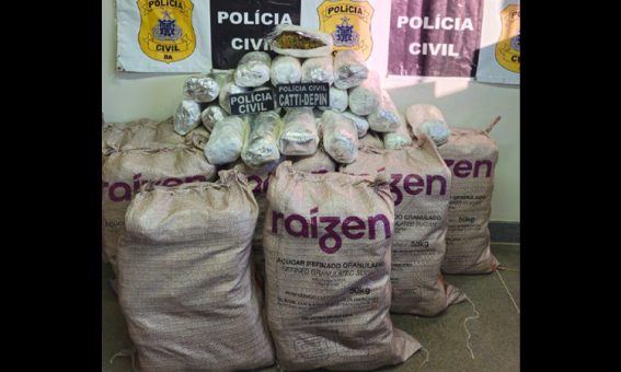 Polícia Civil apreende 100 kg de maconha na região da Chapada Diamantina