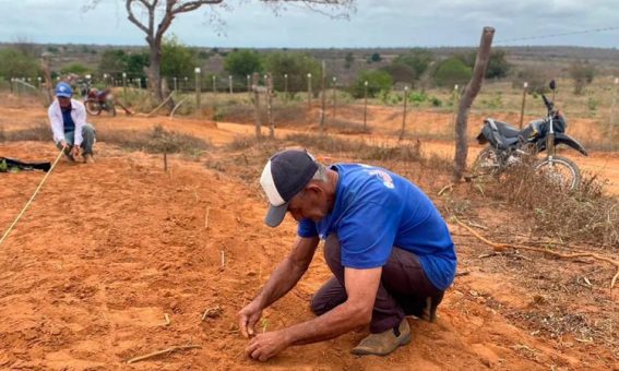 Implantação de maniveiros garante aumento de produção e produtividade de mandioca no Sudoeste da Bahia