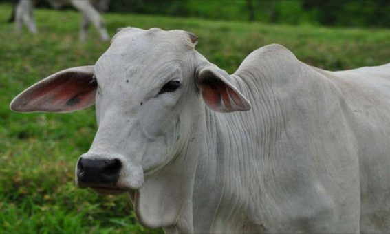 Guanambi confirma caso de raiva bovina e reforça medidas preventivas