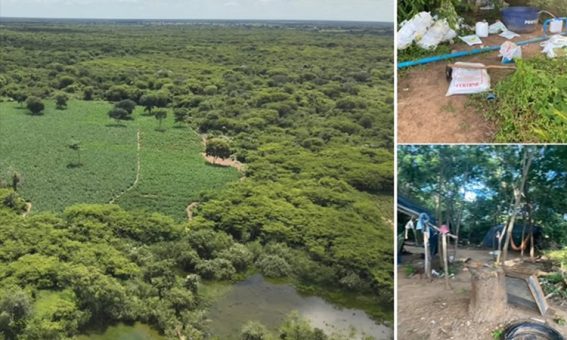 Polícia Militar apreende mais de 50 mil pés de maconha em Carinhanha