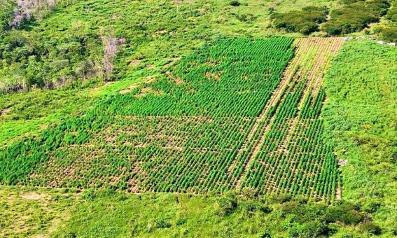 Operação integrada entre PM da Bahia e do Piauí apreende plantação de 120 mil pés de maconha