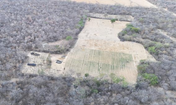 25 mil pés de maconha