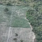 Pés de maconha