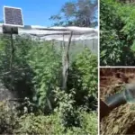 Plantação de maconha